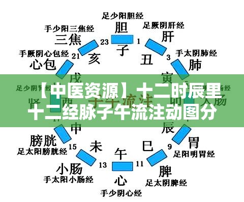 【中医资源】十二时辰里十二经脉子午流注动图分享